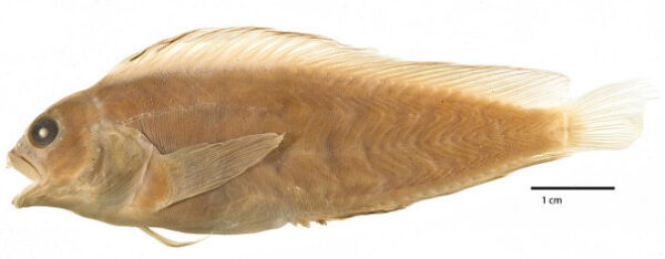 Florida blenny (Chasmodes saburrae) |commons:File:Chasmodes saburrae.jpg