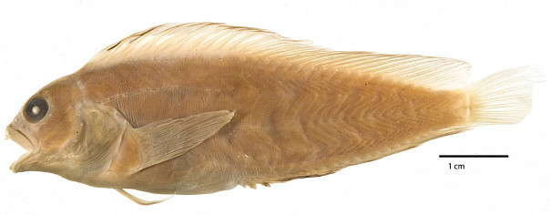Florida blenny (Chasmodes saburrae) |commons:File:Chasmodes saburrae.jpg