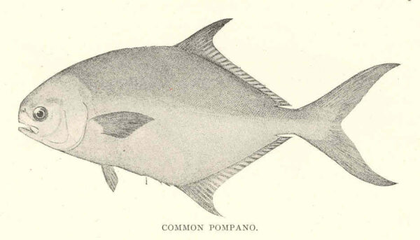 Florida Pompano (Trachinotus carolinus) |commons:File:FMIB 41861 Common Pompano (Trachinotus carolinus Linnaeus).jpeg
