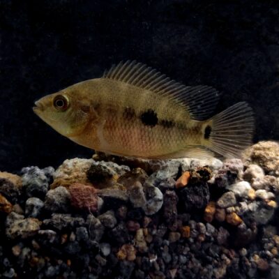 Flowerhorn (Amphilophus labiatus) |commons:File:Amphilophus labiatus 569828374.jpg