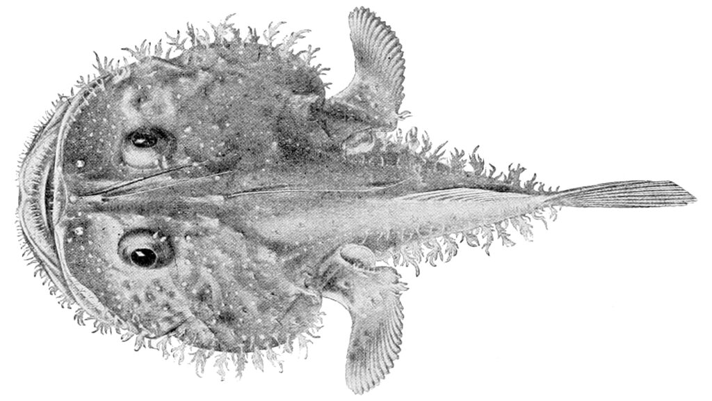 Flowery Goosefish (Lophiodes miacanthus) |commons:File:Lophiodes miacanthus.jpg