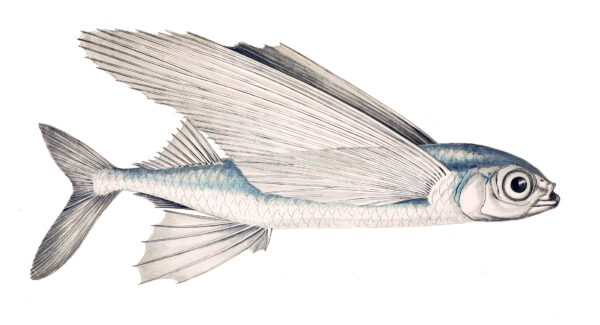 Flying Fish (Exocoetus volitans) |commons:File:Exocoetus volitans.jpg