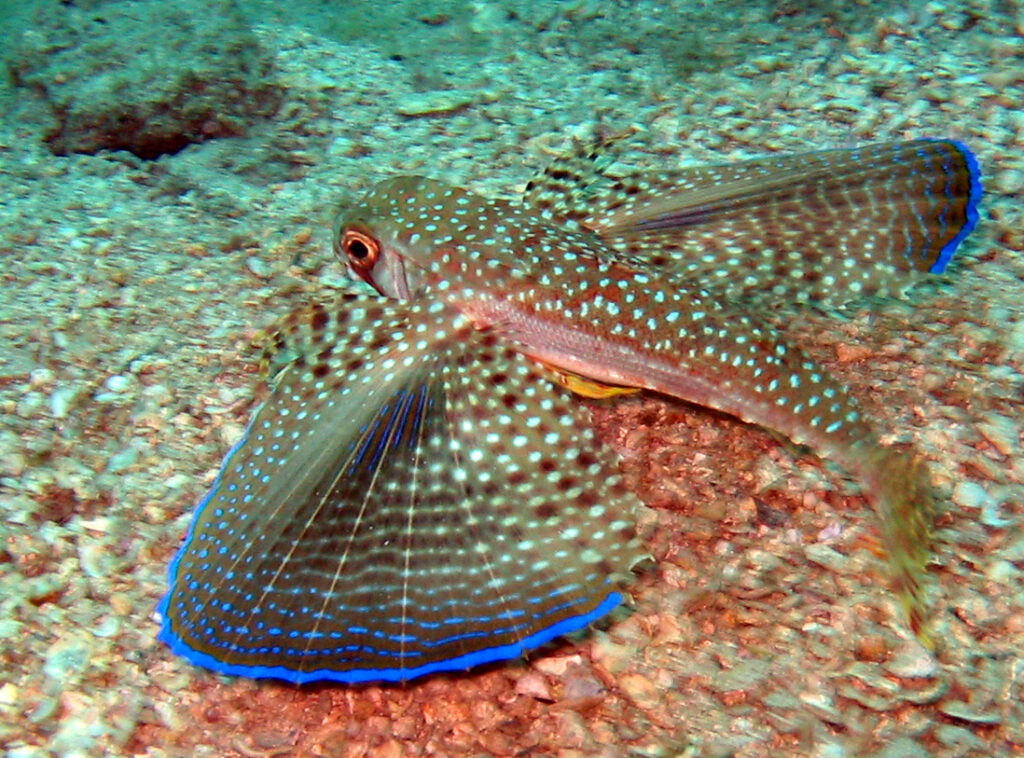 Flying Gurnard (Dactylopterus volitans) |commons:File:Dactylopterus volitans.jpg