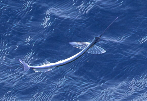 Flying Halfbeak (Euleptorhamphus velox) |commons:File:Euleptorhamphus velox.jpg