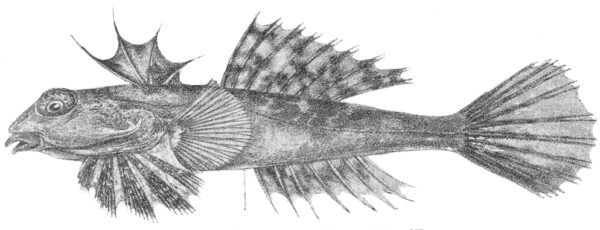 Foetorepus calauropomus (Foetorepus calauropomus) |commons:File:Foetorepus calauropomus.jpeg