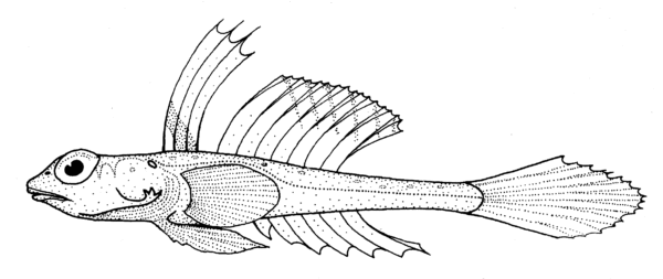Foetorepus phasis (Foetorepus phasis) |commons:File:Foetorepus phasis (Bight stinkfish).gif