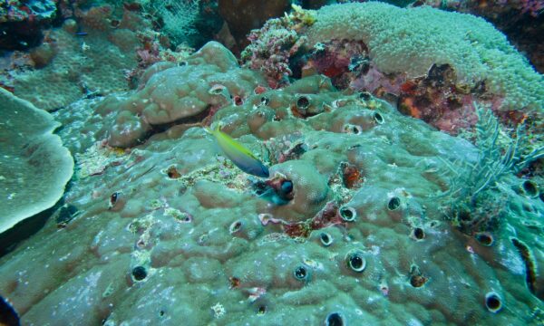 Forktail Blenny (Meiacanthus atrodorsalis) |commons:File:Forktail Blennies (Meiacanthus atrodorsalis) (6133261612).jpg