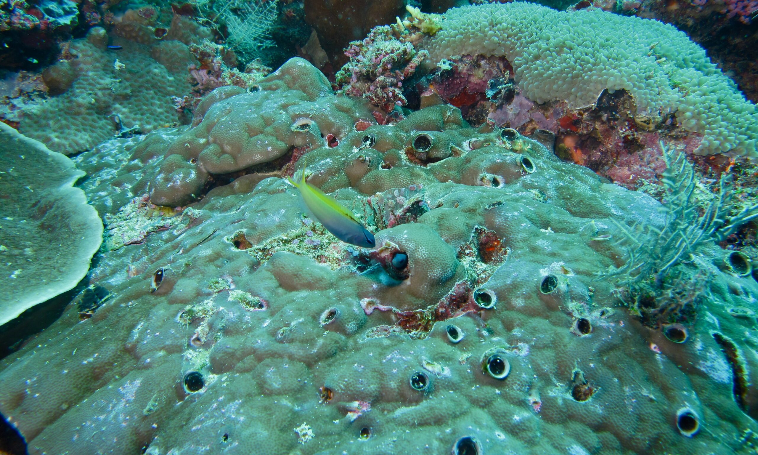 Forktail Blenny (Meiacanthus atrodorsalis) |commons:File:Forktail Blennies (Meiacanthus atrodorsalis) (6133261612).jpg