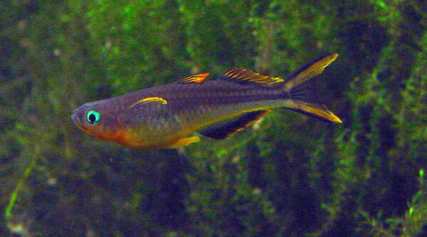 Forktail Blue-Eye (Pseudomugil furcatus) |commons:File:Pseudomugil furcatus (Wroclaw zoo).JPG