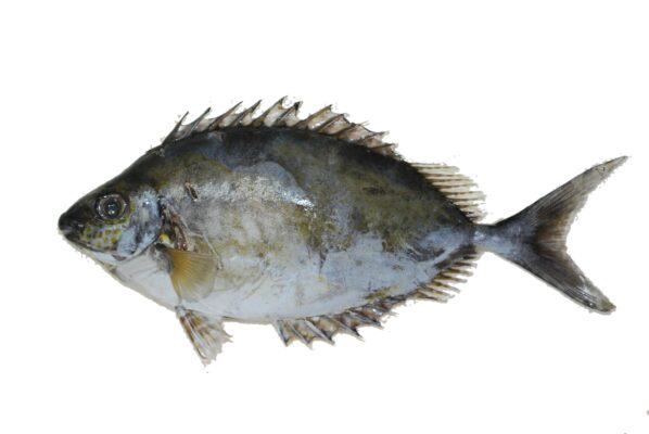 Forktail Rabbitfish (Siganus argenteus) |commons:File:Cordonnier (Siganus argenteus) (Ifremer 00762-87438).jpg