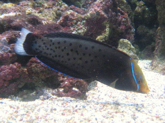 Formosa Wrasse (Coris formosa) |commons:File:Coris formosa.JPG