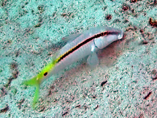 Forsskal's goatfish (Parupeneus forsskali) |commons:File:Mullidae - Parupeneus forsskali-000.jpg