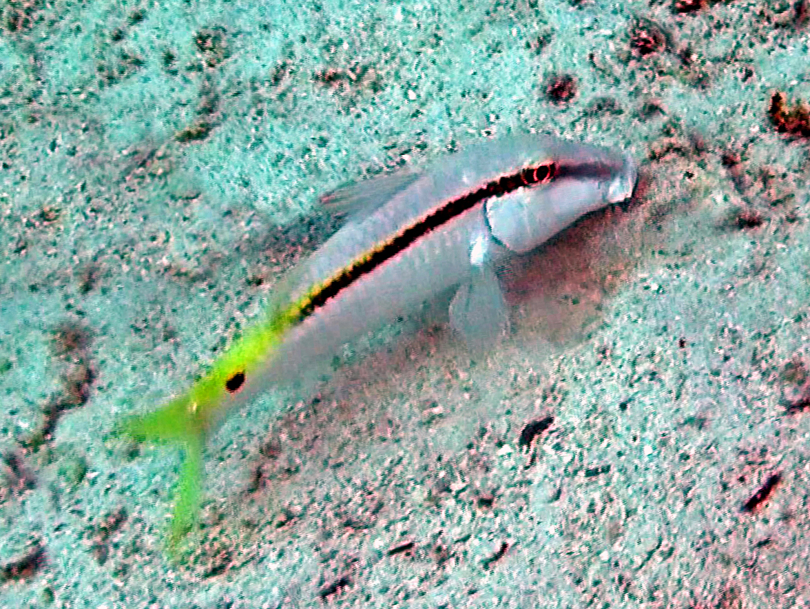 Forsskal's goatfish (Parupeneus forsskali) |commons:File:Mullidae - Parupeneus forsskali-000.jpg