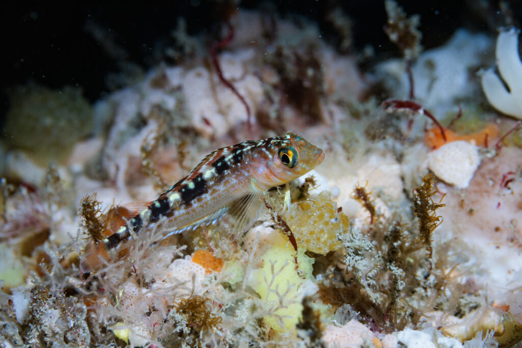 Forsterygion varium (Forsterygion varium) |commons:File:Forsterygion varium - Luca Davenport-Thomas - 606508085.jpeg