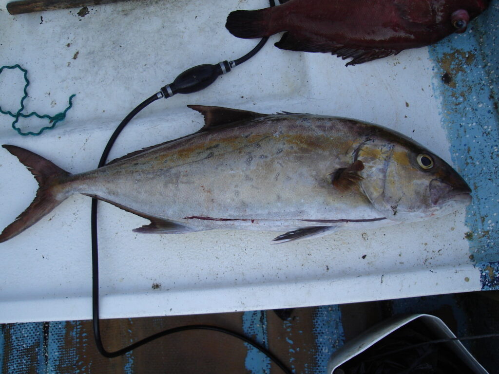 Fortune Jack (Seriola peruana) |commons:File:Seriola peruana.jpg