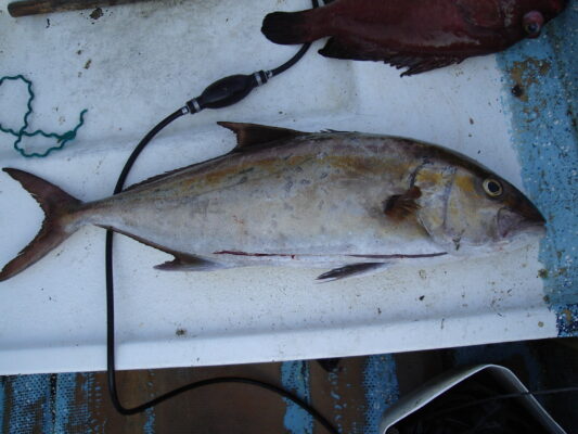 Fortune Jack (Seriola peruana) |commons:File:Seriola peruana.jpg
