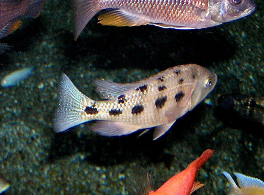 Fossorochromis Rostratus (Fossorochromis rostratus) |commons:File:Cichlidae Fossorochromis rostratus 1.jpg