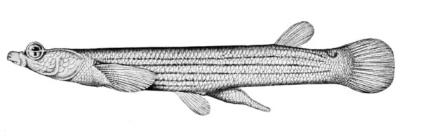Four-Eyed Fish (Anableps anableps) |commons:File:Anableps anableps2.jpg