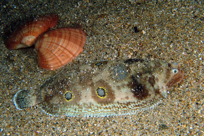 Four Eyed Sole (Microchirus ocellatus) |commons:File:Microchirus ocellatus Callista chione.jpg