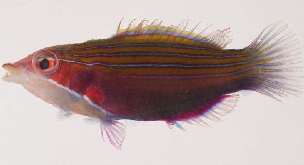 Four Line Wrasse Pseudocheilinus tetrataenia