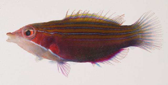 Four Line Wrasse Pseudocheilinus tetrataenia