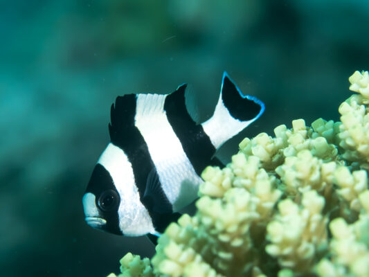 Four Stripe Damsel (Dascyllus melanurus) |commons:File:Blacktailed dascyllus (Dascyllus melanurus) (35739853085).jpg
