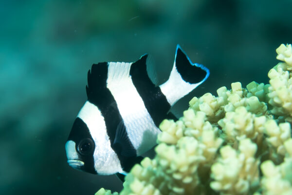 Four Stripe Damselfish Dascyllus melanurus