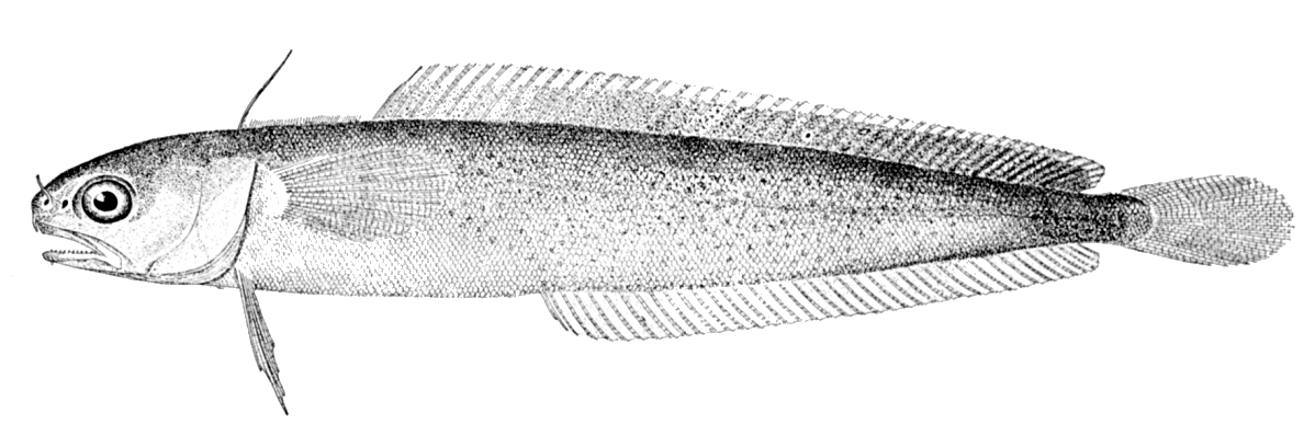 Fourbeard Rockling (Enchelyopus cimbrius) |commons:File:Enchelyopus cimbrius.jpg
