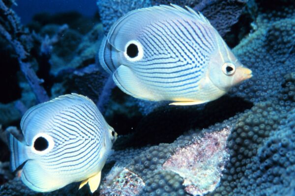 Foureye Butterfly Fish (Chaetodon capistratus) |commons:File:Chaetodon capistratus1.jpg