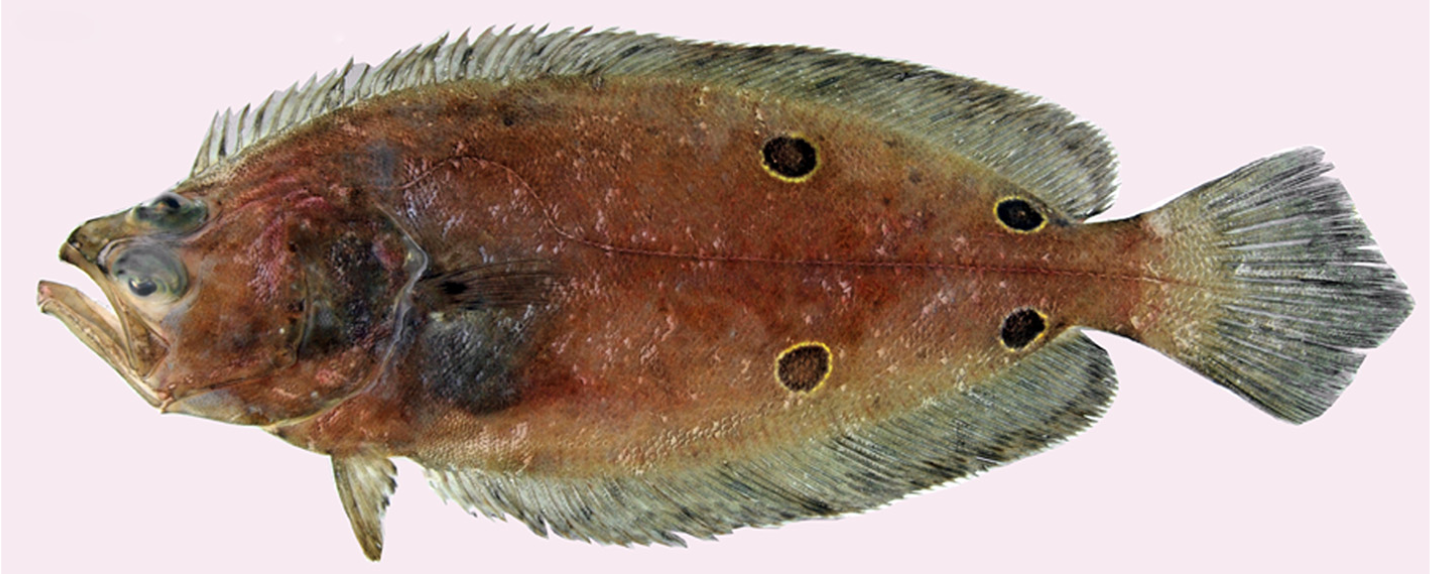 Foureye Flounder (Hippoglossina tetrophthalma) |commons:File:Hippoglossina tetrophthalma.png