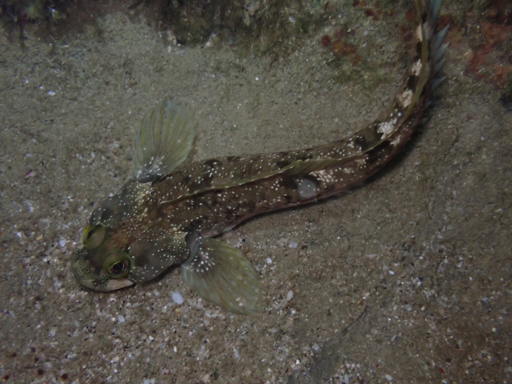 Foureye Rockskipper (Dialommus macrocephalus) |commons:File:Foureye Rockskipper (Dialommus macrocephalus) in Santa Teresa, Costa Rica.jpg