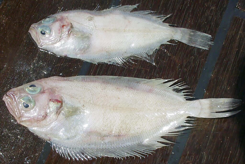 Fourspot Meagrim (Lepidorhombus boscii) |commons:File:Cardine à quatre tâches (Lepidorhombus boscii) (Ifremer 00710-82222 - 35065).jpg