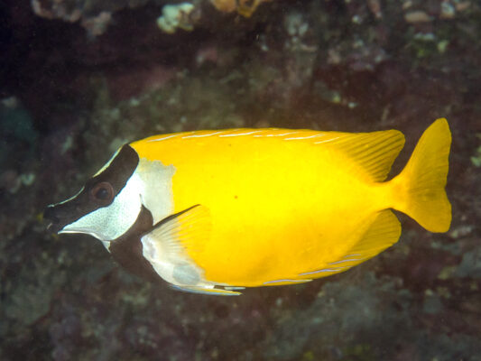 Foxface Rabbitfish (Siganus vulpinus) |commons:File:Foxface rabbitfish (Siganus vulpinus) (28822255057).jpg