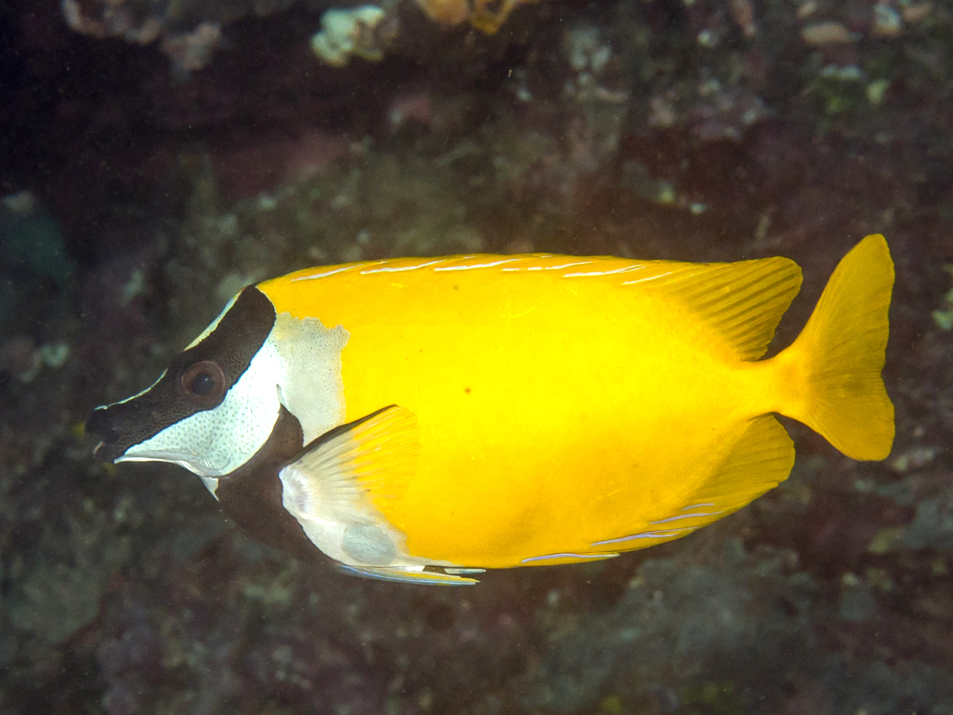Foxface Rabbitfish (Siganus vulpinus) |commons:File:Foxface rabbitfish (Siganus vulpinus) (28822255057).jpg