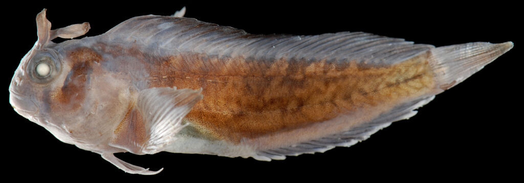 Freckled Blenny (Hypsoblennius ionthas) |commons:File:Hypsoblennius ionthas (S1321) 0352 (43137617551).jpg