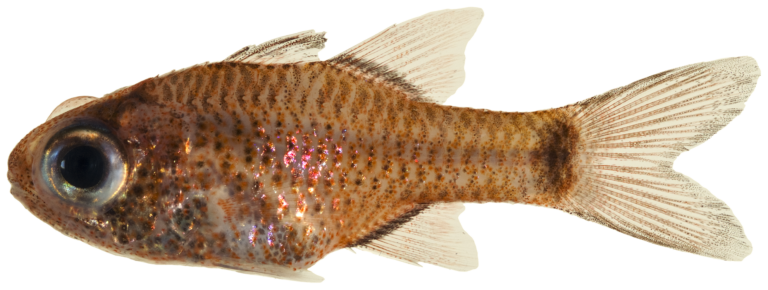 Freckled Cardinalfish (Phaeoptyx conklini) |commons:File:Phaeoptyx conklini - pone.0010676.g074.png