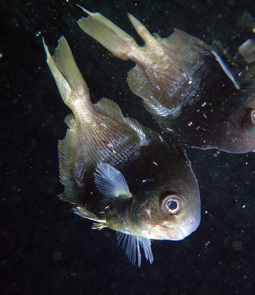 Freckled Driftfish (Psenes cyanophrys) |commons:File:Psenes cyanophrys.jpg