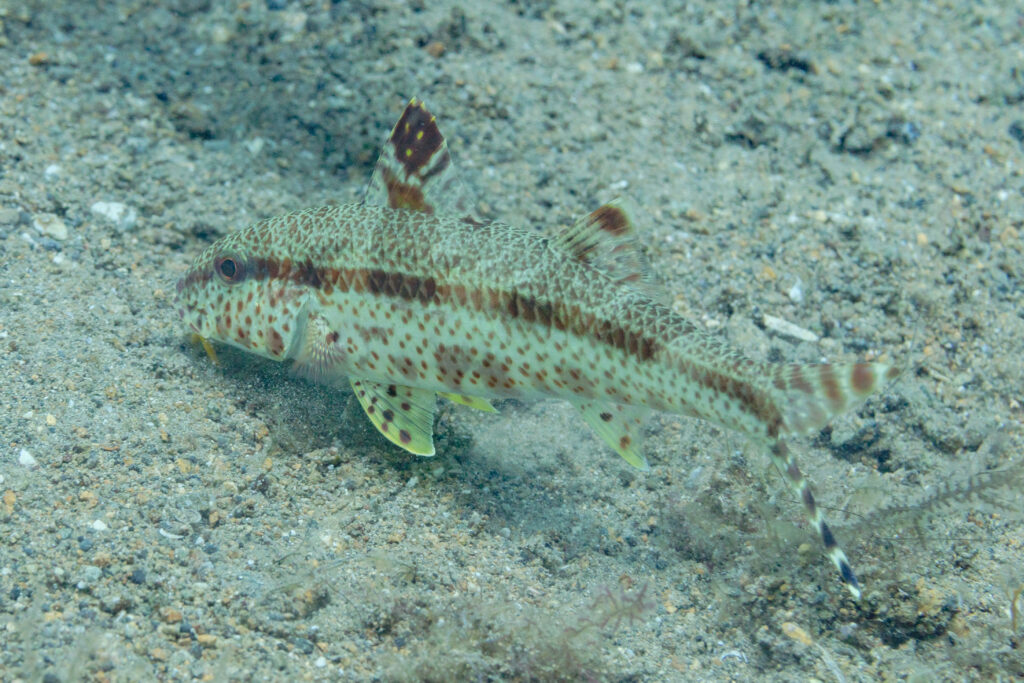 freckled goatfish (Upeneus tragula) |commons:File:Salmonete oriental (Upeneus tragula), Anilao, Filipinas, 2023-08-23, DD 109.jpg