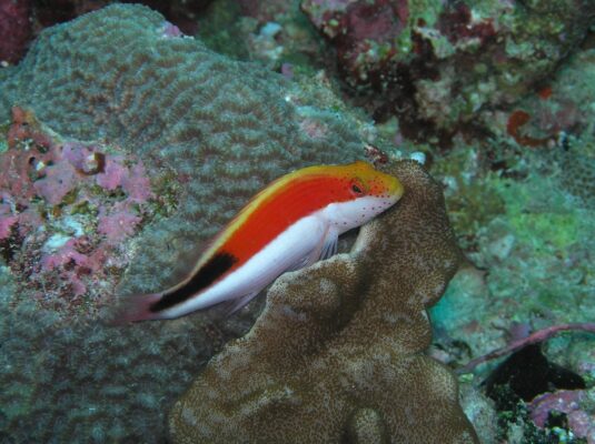 Freckled Hawkfish (Paracirrhites forsteri) |commons:File:Paracirrhites forsteri.jpg