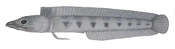 Freckled Pikeblenny (Chaenopsis roseola) |commons:File:Chaenopsis roseola.JPG
