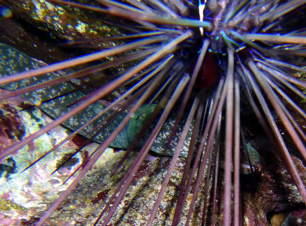 Freckleface Reef-eel (Uropterygius xanthopterus) |commons:File:Uropterygius xanthopterus.JPG