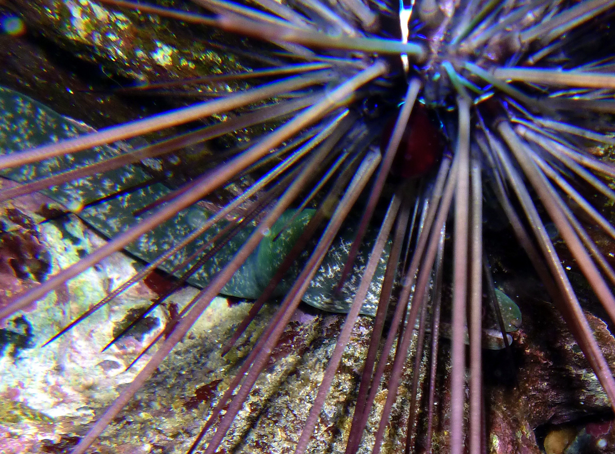 Freckleface Reef-eel (Uropterygius xanthopterus) |commons:File:Uropterygius xanthopterus.JPG