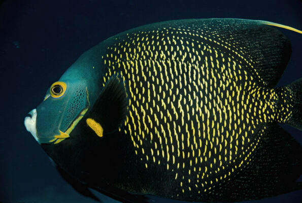 French Angelfish (Pomacanthus paru) |commons:File:Pomacanthus paru.jpg