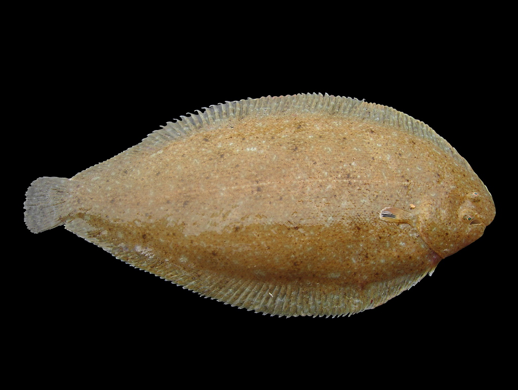 French Sole (Pegusa lascaris) |commons:File:Pegusa lascaris.jpg