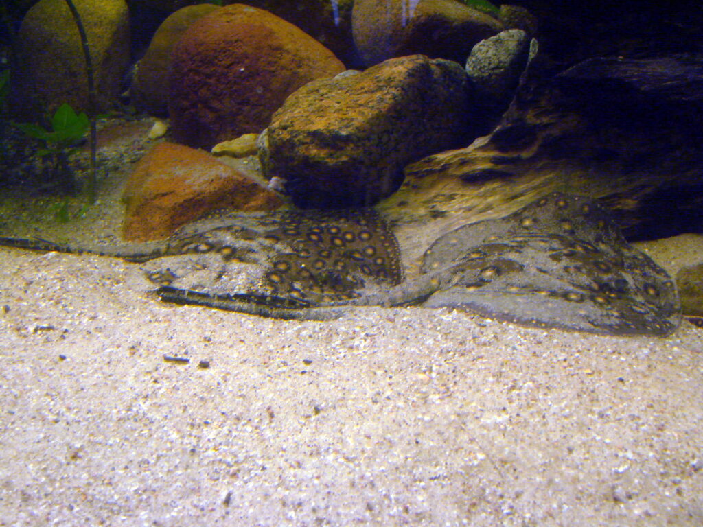 Freshwater Stingray (Potamotrygon motoro) |commons:File:2 Potamotrygon motoro (Wroclaw zoo).JPG