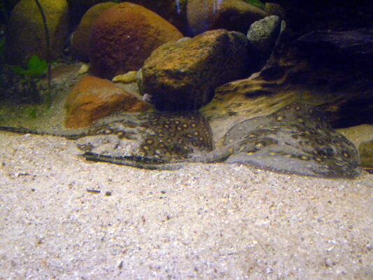 Freshwater Stingray (Potamotrygon motoro) |commons:File:2 Potamotrygon motoro (Wroclaw zoo).JPG