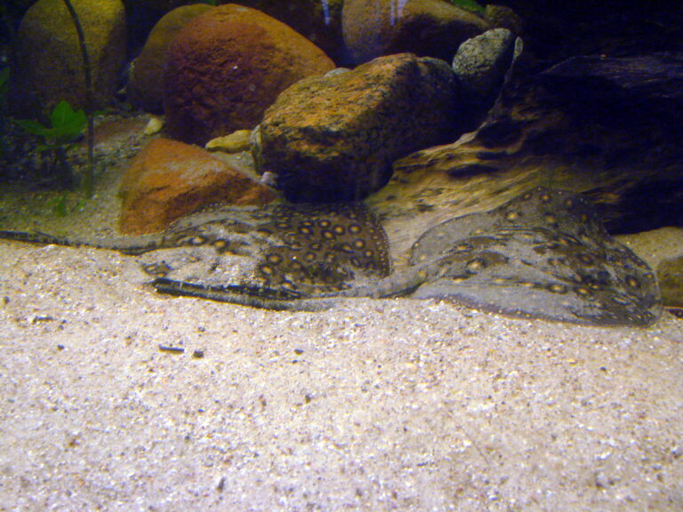 Freshwater Stingray (Potamotrygon motoro) |commons:File:2 Potamotrygon motoro (Wroclaw zoo).JPG