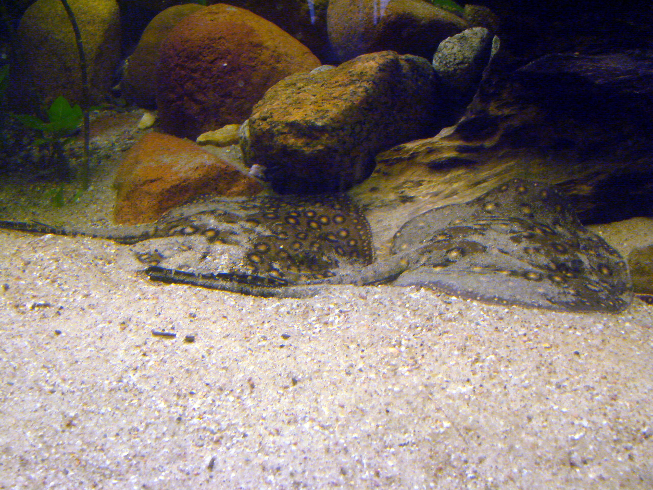 Freshwater Stingray (Potamotrygon motoro) |commons:File:2 Potamotrygon motoro (Wroclaw zoo).JPG