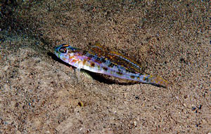 Fries's Goby (Lesueurigobius friesii) |commons:File:Lesueurigobius friesii.jpg