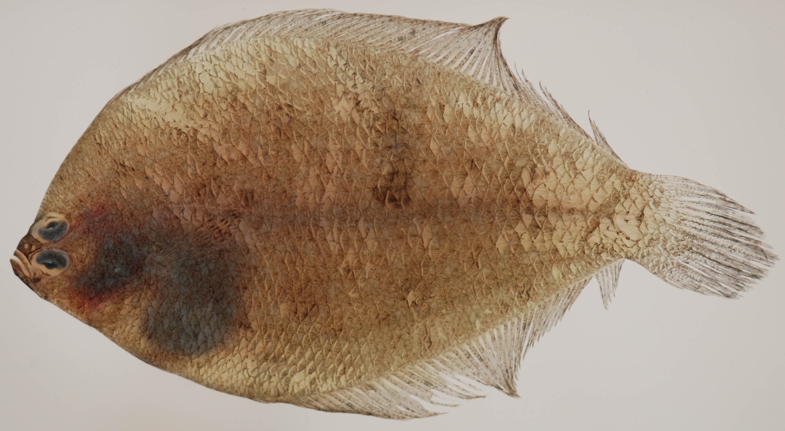 Fringed Flounder (Etropus crossotus) |commons:File:Etropus crossotus (S0615) (12658776293).jpg